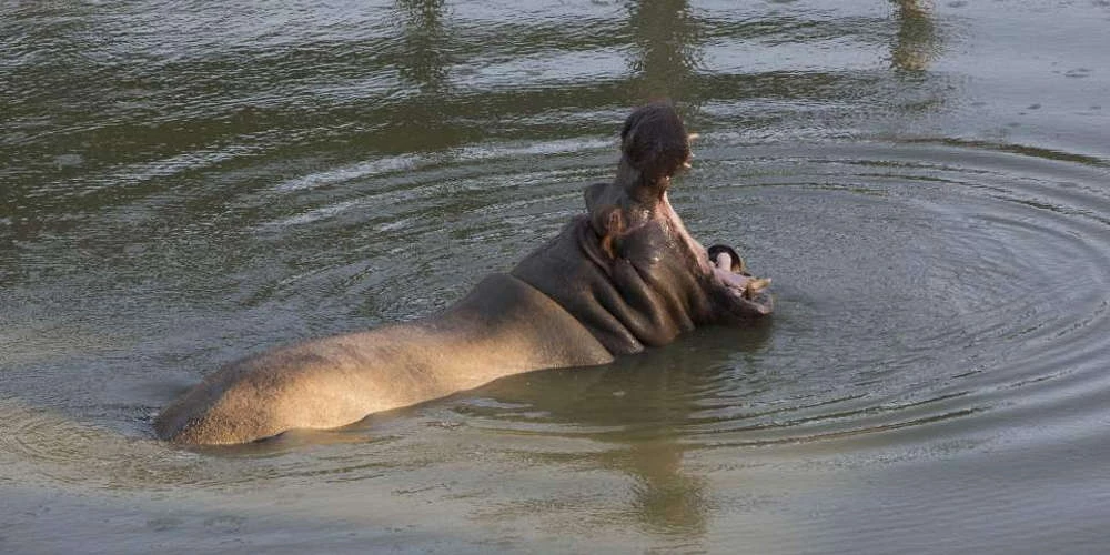 Πέθανε ο γηραιότερος ιπποπόταμος του κόσμου σε αιχμαλωσία